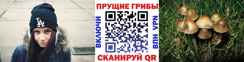 Псилоцибиновые грибы Cubensis  Усмань 